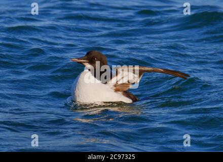 guillemot di Brunnich (Uria lomvia), uccello giovane nuoto, vista laterale, Regno Unito, Inghilterra, Dorset Foto Stock