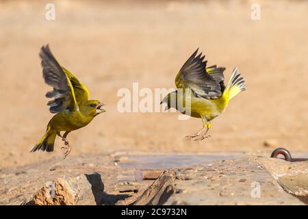 Verdino occidentale (Carduelis chloris, Chloris chloris), due verdini occidentali in lotta, Spagna Foto Stock