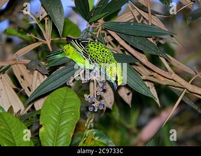Tangara guttata, frutti di bosco maschi, Costa Rica Foto Stock