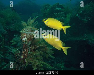 Due pesci coniglio mascherati, Siganus puellus, sulla barriera corallina di Tulamben, Bali, Indonesia Foto Stock