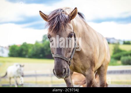 Ritratto di un cavallo konik davanti a uno sfondo bellissimo Foto Stock