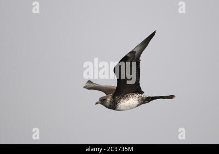 Pomarine skua (Stercorarius pomarinus), Adulti in inverno piumaggio in volo, Spagna Foto Stock