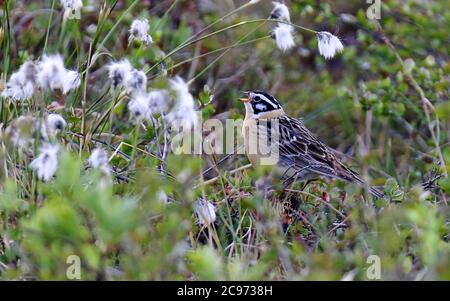 Smith's longspur (Calcarius pictus), maschio adulto che si trova a terra nel suo habitat preferito e canta, USA, Alaska Foto Stock