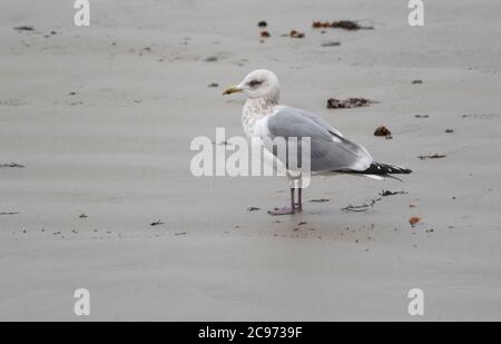 Il gabbiano di Thayer (Larus thayeri), quarto inverno sulla costa, Spagna Foto Stock