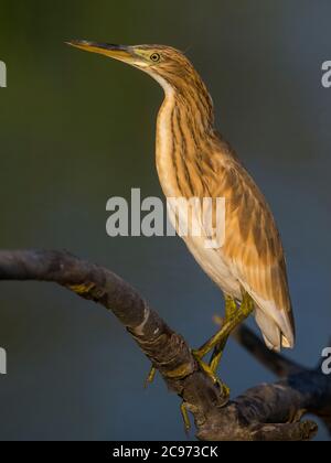 Erone di Squacco (Ardeola ralloides), perching immaturo su ramo, vista laterale, Italia, Oasi della Querciola Foto Stock