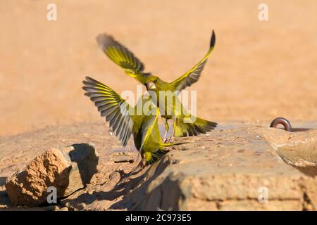 Verdino occidentale (Carduelis chloris, Chloris chloris), due verdini occidentali in lotta, Spagna Foto Stock