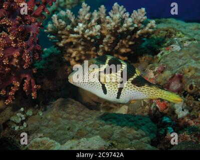 Nero-sellati Toby, Canthigaster Valentini, sulla barriera corallina in Tulamben, Bali, Indonesia Foto Stock