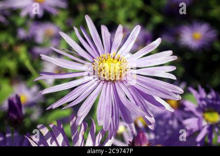 Aster x frikartii, 'Monch' una pianta erbacea coltivata comune perenne fior di giardino indurito anche conosciuto come Michaelmas Daisy a causa dei suoi ultimi flori Foto Stock