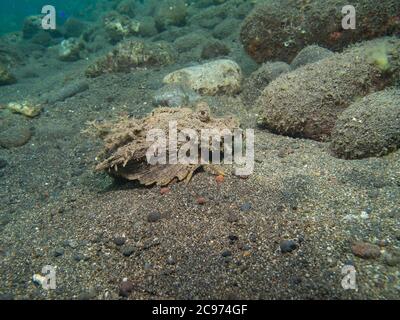 Spiny Devilfish, Inimicus didactylus, striscie sul fondale sabbioso, Tulamben, Bali Foto Stock