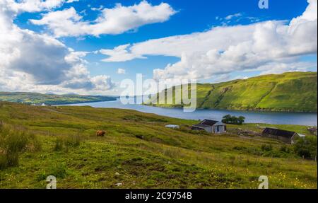 Una vista attraverso le colline a Loch Harport sull'Isola di Skye, Scozia, con un pascolo di mucche delle Highland Foto Stock