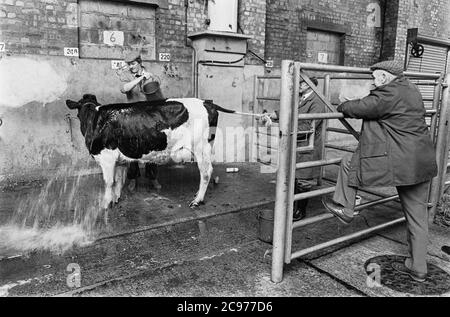 Carmarthen Mart (vecchio sito) bestiame e quota latte asta 1992 Foto Stock