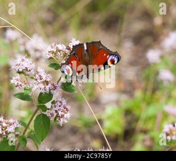 PEACOCK farfalla ona fiore Aglais Io Foto Stock