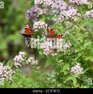 PEACOCK farfalla ona fiore Aglais Io Foto Stock