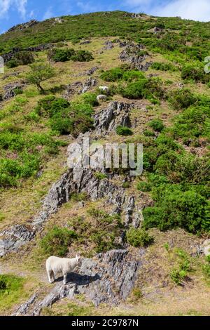 Pascolo di pecore cornute su Haddon Hill nella Valle del Mulino cardante nel Long Mynd, Shropshire, Inghilterra Foto Stock