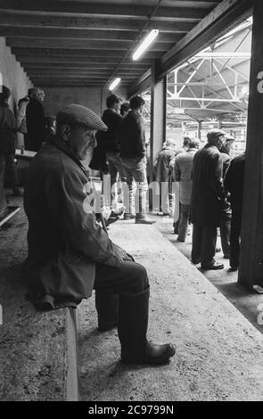 Carmarthen Mart (vecchio sito) bestiame e quota latte asta 1992 Foto Stock