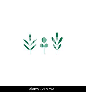 prezzemolo, rosmarino e timo. set di ramoscelli, germogli, ciuffi isolati su bianco. agricoltura, natura, ecologia, sano biologico e cibo fresco fattoria. Vettore Illustrazione Vettoriale