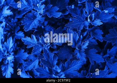 Chrysanthemum lussureggiante fogliame tonato classico blu tendenza colore dell'anno 2020. Sfondo e texture. Vista dall'alto. Foto Stock