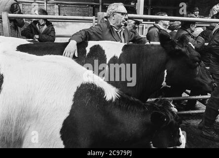 Carmarthen Mart (vecchio sito) bestiame e quota latte asta 1992 Foto Stock