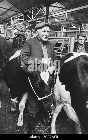 Carmarthen Mart (vecchio sito) bestiame e quota latte asta 1992 Foto Stock