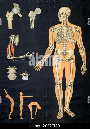 Grafico anatomico umano vintage che mostra il sistema scheletrico in una figura eretta e i dettagli dell'osso a lato Foto Stock
