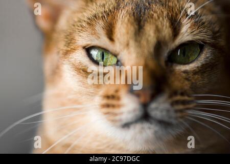 Stare diretto di un gatto abissino con occhi verdi chiari Foto Stock