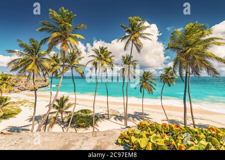 Le palme in Barbados Foto Stock