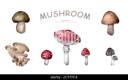Set di funghi su sfondo bianco disegno a mano acquerello illustrazione realistica Foto Stock