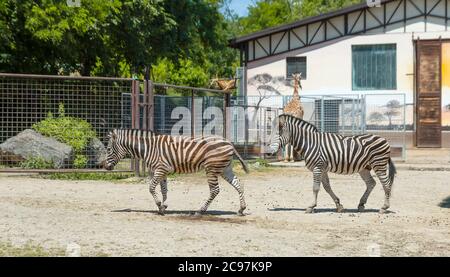 Due zebre allo zoo Foto Stock