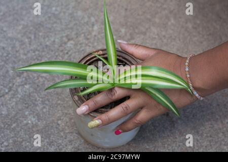 Primo piano ha sparato una mano femminile che tiene una pentola di metallo di Pianta di ragno Foto Stock