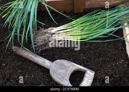 verdure verdi che sono stabilite per piantare ad un'assegnazione su composto fresco Foto Stock