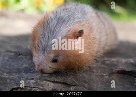 Mole di ratto o di bambù grande ratto nel giardino Foto Stock