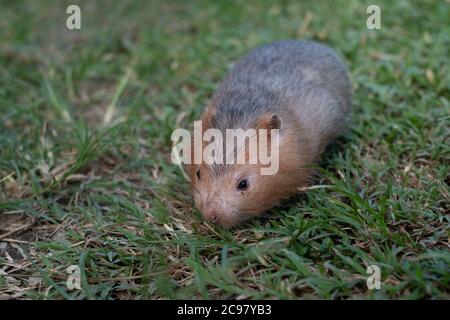 Mole di ratto o di bambù grande ratto nel giardino Foto Stock