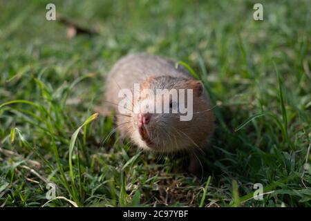 Mole di ratto o di bambù grande ratto nel giardino Foto Stock