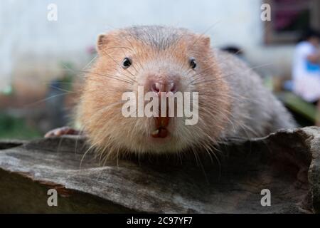 Mole di ratto o di bambù grande ratto nel giardino Foto Stock