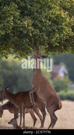 29 luglio 2020. Red Deer Stretch per pascolare su foglie verdi a Richmond Park, Londra, Regno Unito. Credito: Malcolm Park/Alamy Foto Stock