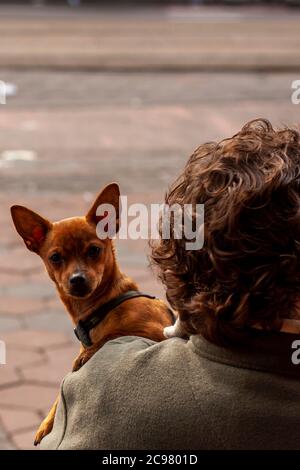 Un cane Podengo portoghese dall'orecchio appuntito guarda la spalla di un custode di un animale seduto in un bar di Amsterdam. La persona che tiene il cane è breve Foto Stock