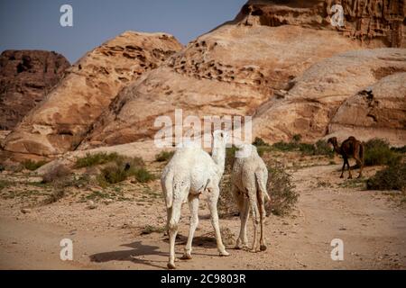 Tre cammelli dromedari in Giordania. L'immagine presenta formazioni di pietra uniche paesaggio arido, due vitelli di cammello bianchi e la loro mamma marrone scuro che cammina avanti Foto Stock