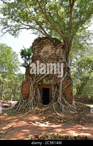 Uno dei cinque Templi è cresciuto da fichi strangler a Koh Ker, Cambogia Foto Stock