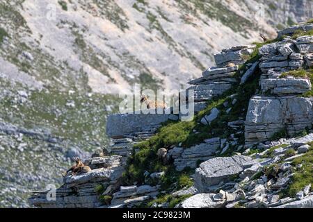 Famiglia camoscio con prole. Camoscio selvatico sulle rocce in cima alla vetta. Animale selvatico in natura. Foto Stock