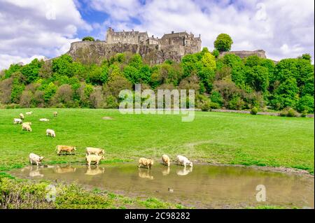 Castello di Stirling a Stirling Scozia visto da ovest con le mucche bagnarsi in un laghetto e godersi il bel tempo Foto Stock