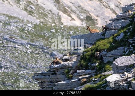 Famiglia camoscio con prole. Camoscio selvatico sulle rocce in cima alla vetta. Animale selvatico in natura. Foto Stock