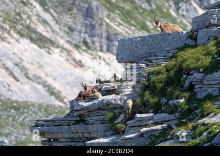 Famiglia camoscio con prole. Camoscio selvatico sulle rocce in cima alla vetta. Animale selvatico in natura. Foto Stock