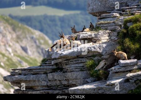 Famiglia camoscio con prole. Camoscio selvatico sulle rocce in cima alla vetta. Animale selvatico in natura. Foto Stock