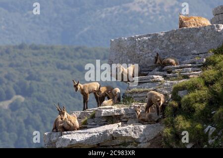 Famiglia camoscio con prole. Camoscio selvatico sulle rocce in cima alla vetta. Animale selvatico in natura. Foto Stock