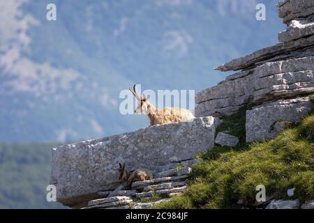 Famiglia camoscio con prole. Camoscio selvatico sulle rocce in cima alla vetta. Animale selvatico in natura. Foto Stock