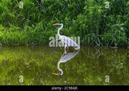 Un Cocoi Heron in piedi in uno stagno lungo la riva. Cocoi Heron e riflessione. Caccia all'Heron in un lago. Uccello bianco e grigio Foto Stock