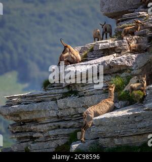 Famiglia camoscio con prole. Camoscio selvatico sulle rocce in cima alla vetta. Animale selvatico in natura. Foto Stock