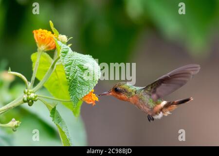 Coquette Tufted femmina che si nutra su un fiore di Lantana. Uccello in giardino. Hovering colibrì. Piccolo uccello tropicale. Hummingbird in ambiente naturale. Foto Stock