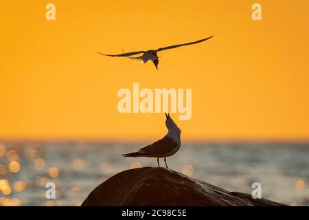 18 luglio 2019, Estonia, ---: L'immagine mostra una terna volante al tramonto, rivendicando la sede di un gabbiano. La foto è stata scattata nel Parco Nazionale di Lahemaa, nel nord dell'Estonia. L'Estonia sta compiendo sforzi estesi per la conservazione della natura. Foto: Ingolf König-Jablonski/dpa-Zentralbild/ZB Foto Stock