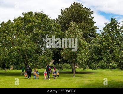 Haddington, East Lothian, Scozia, Regno Unito, 29 luglio 2020. Regno Unito Meteo: Fioritura Rowan o albero di cenere di montagna, St Mary's Pleasance. Istituito dal Haddington Garden Trust, il giardino è stato donato alla comunità dal duca di Hamilton e un giardino del 17 ° secolo creato. Un gruppo di bambini si gode il sole. Foto Stock